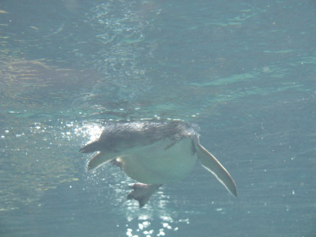 penguinswimming.jpg