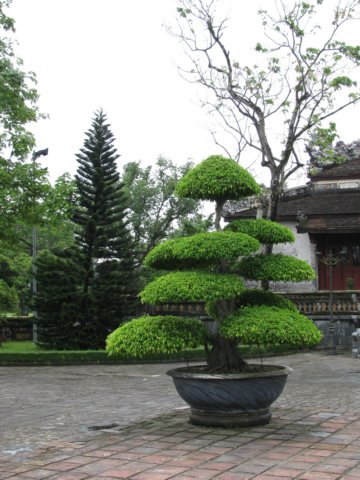 ornamentaltree.jpg