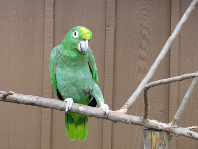 groovyparakeet.jpg