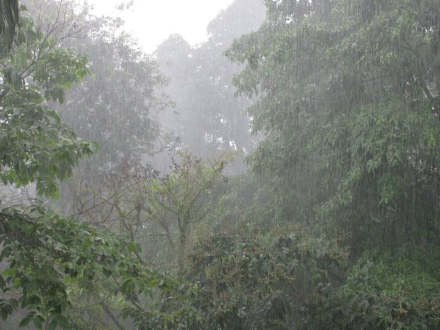 rainyrainforest.jpg