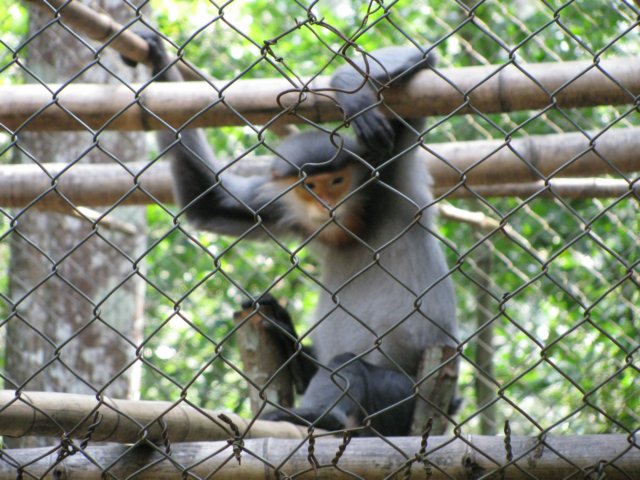 monkeysanctuary2.jpg