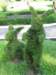 topiary2_small.jpg